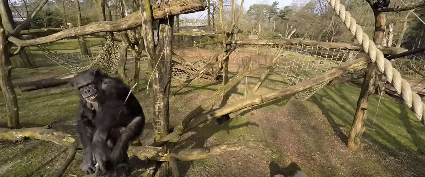 Drone Video van het Jaar 2015​: een brutale aap uit Burgers' Zoo