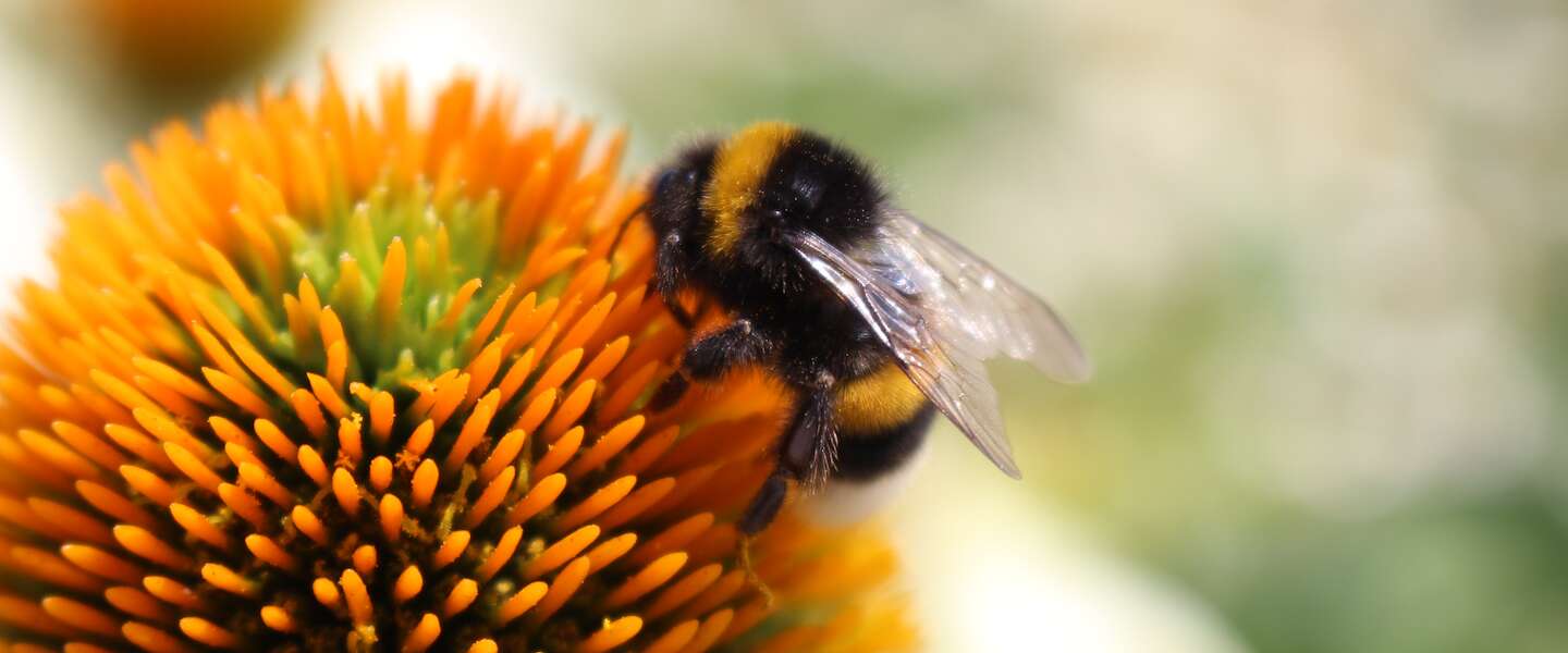 Laat deze dag niet zomaar voorBIJgaan, het is namelijk World Bee Day!