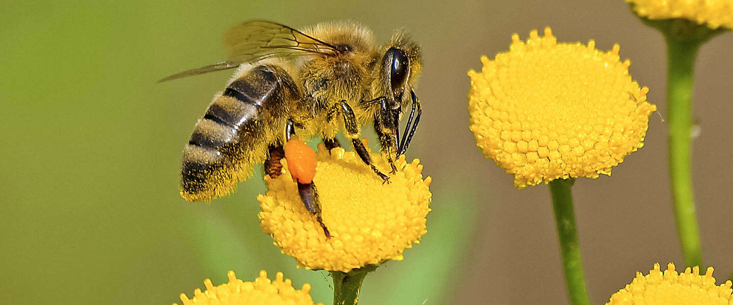 Bijenstichting wil meer online bewustwording rondom bijen