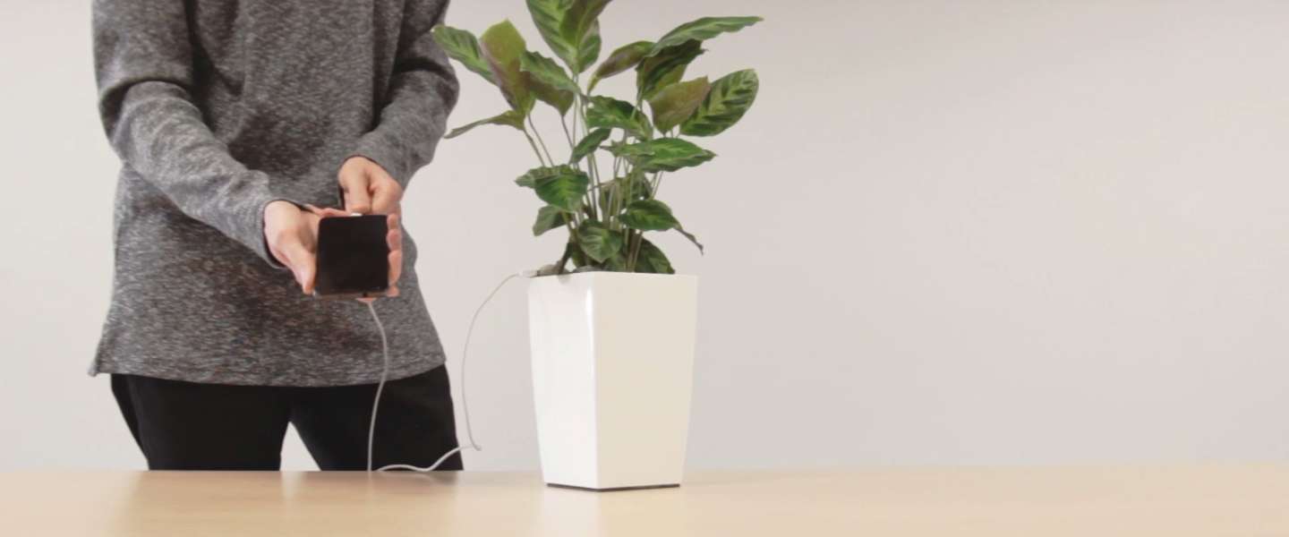Je smartphone opladen met een plant!