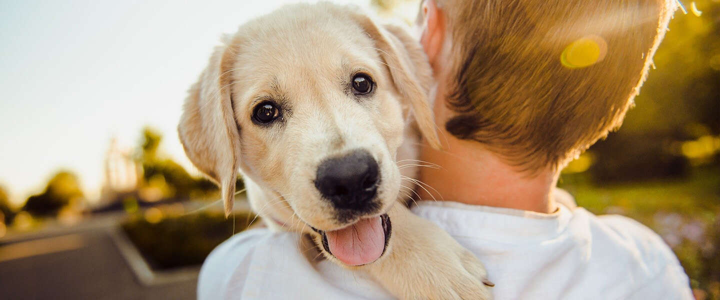 Goed Nieuws: puppy's ingesteld op mensen, Bo Burnham en magische manier om een kater te voorkomen