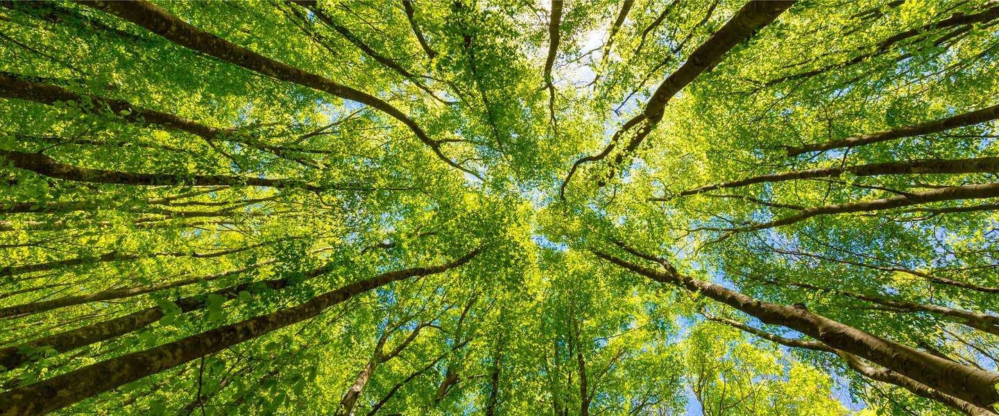 Supersonische snelheid profiel roestvrij Dit is waarom we bomen planten om CO2-uitstoot te compenseren