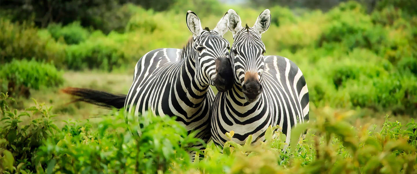 350 miljoen nieuwe bomen: Ethiopië breekt boomplantrecord