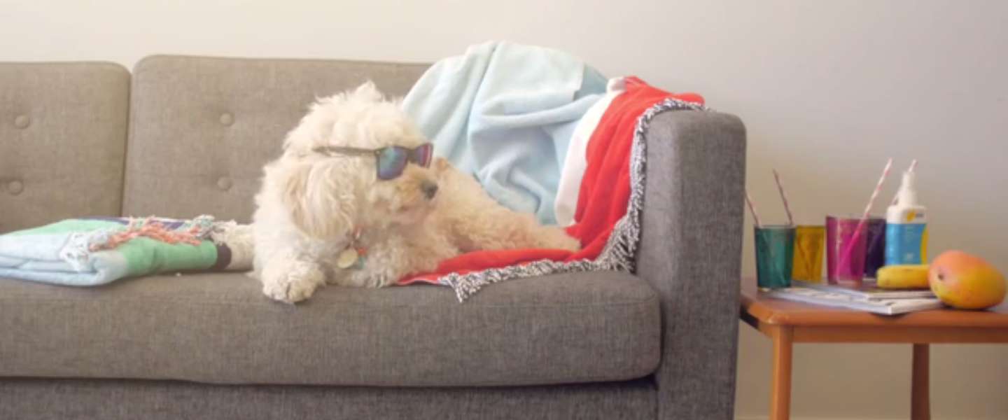 De Apple Watch voor je hond: Buddy
