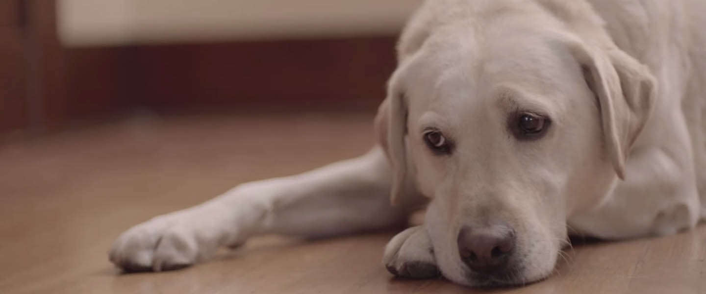 Weer een geniale video van Budweiser: Friends are Waiting