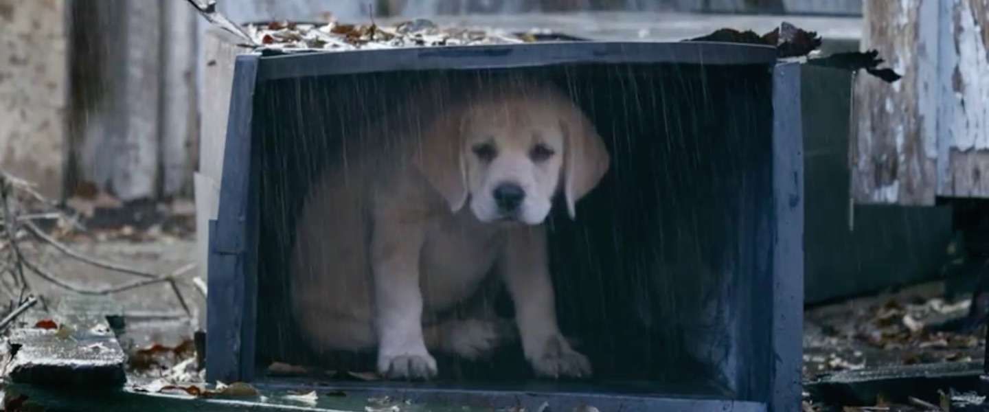 Budweiser’s puppy commercial gaat viral!