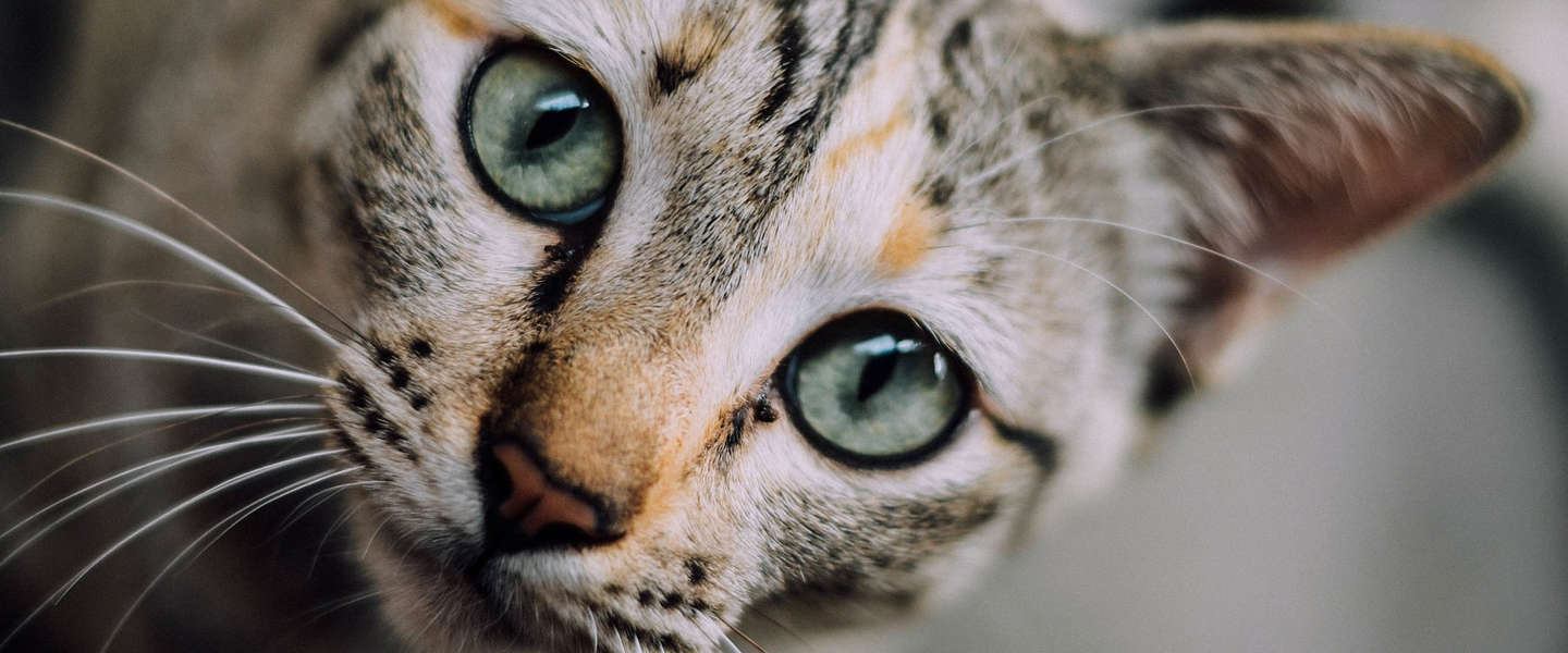 Goed Nieuws Vrijdag: katten uit de oudheid, Cursed op Netflix en plantaardige balletjes van IKEA