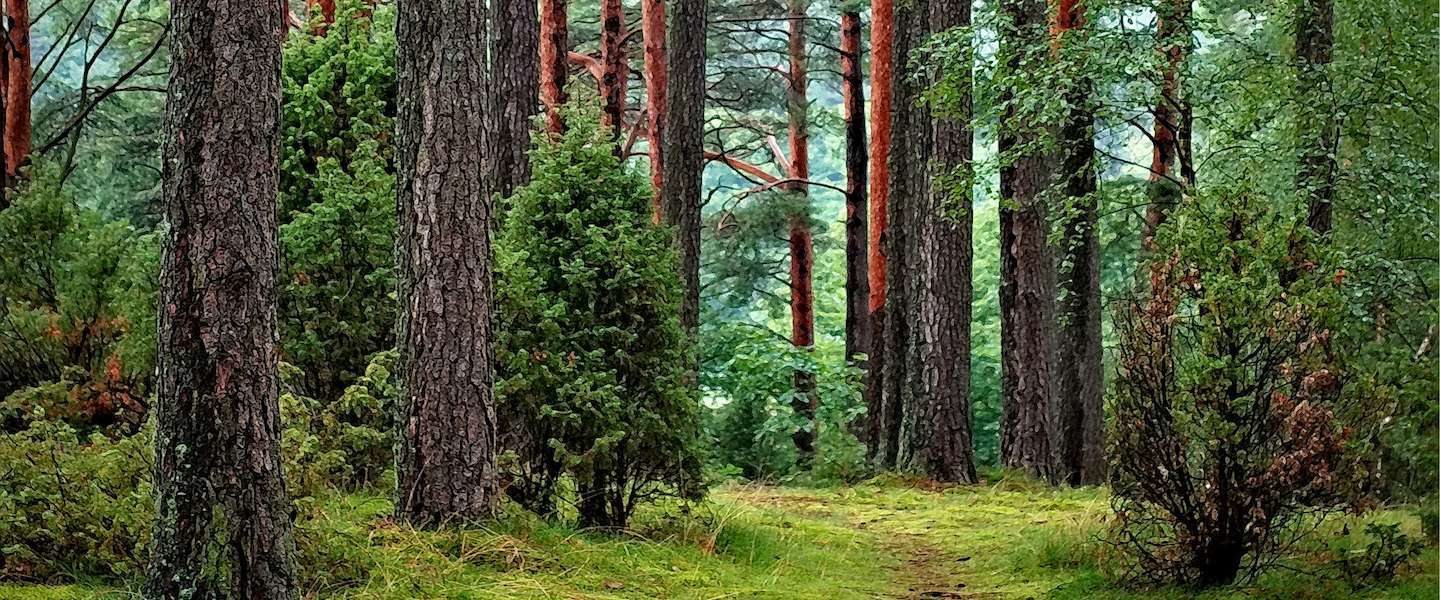 Hoeveel bomen heeft Ecosia geplant?