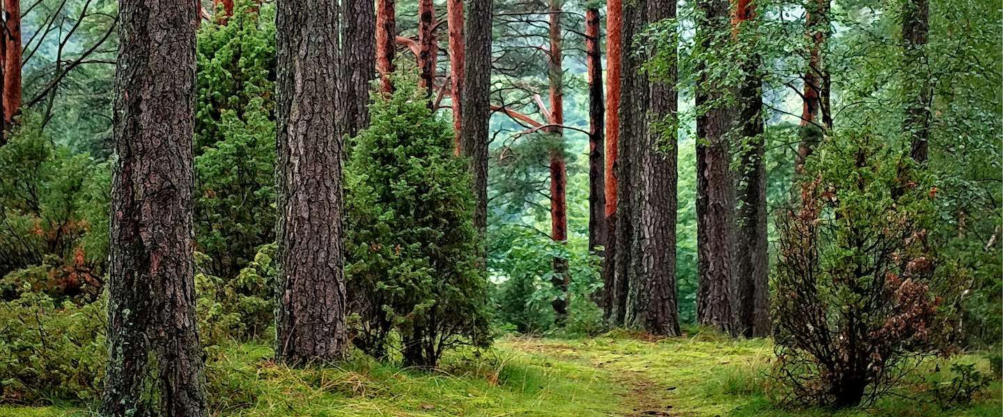 CO2-uitstoot compenseren aan de pomp?