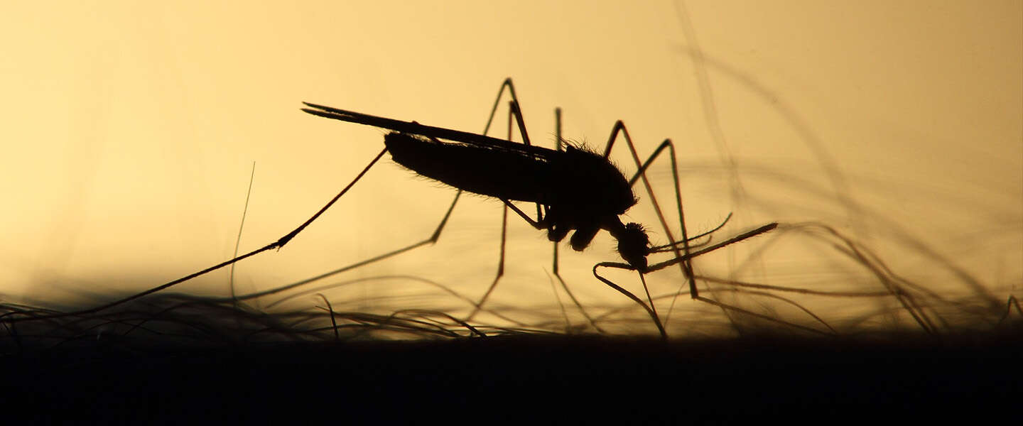 Goed nieuws: oplossing voor dengue, tv-serie over zielenknijper en mondkapje kan in de prullenbak