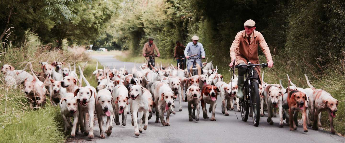 #Dierendag: Een overzicht van de leukste tweets en inhakers