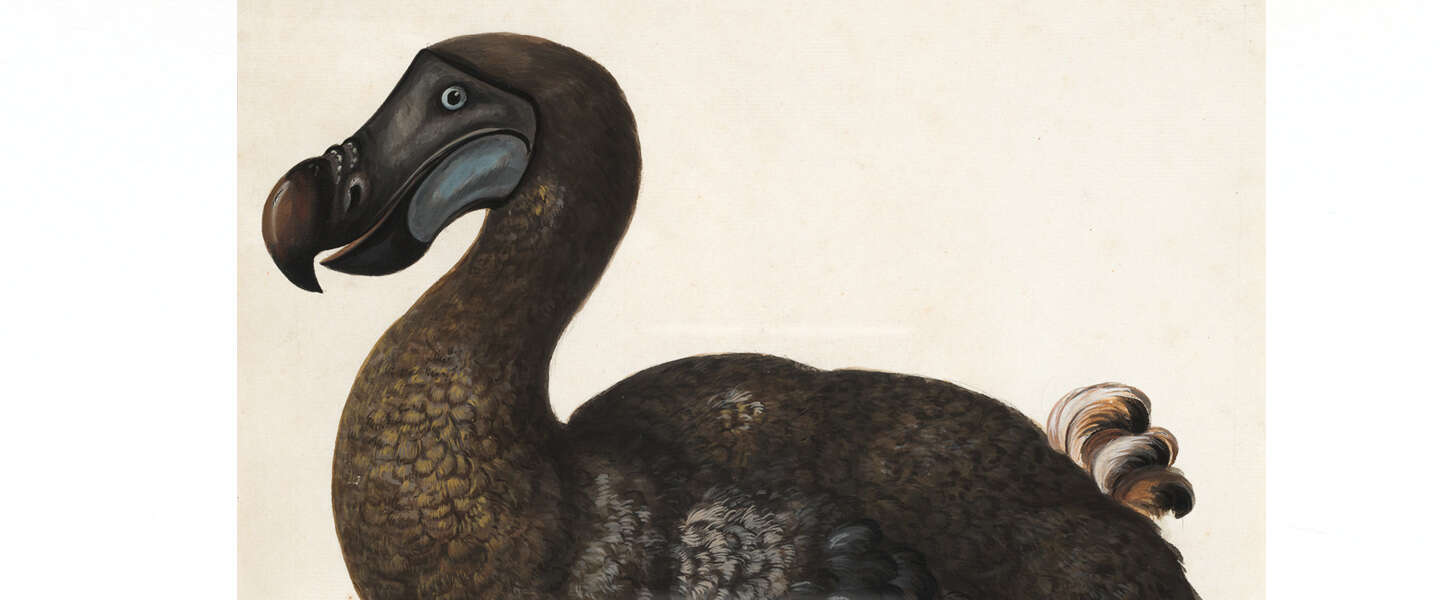 Wetenschappers starten project om de dodo te laten terugkeren