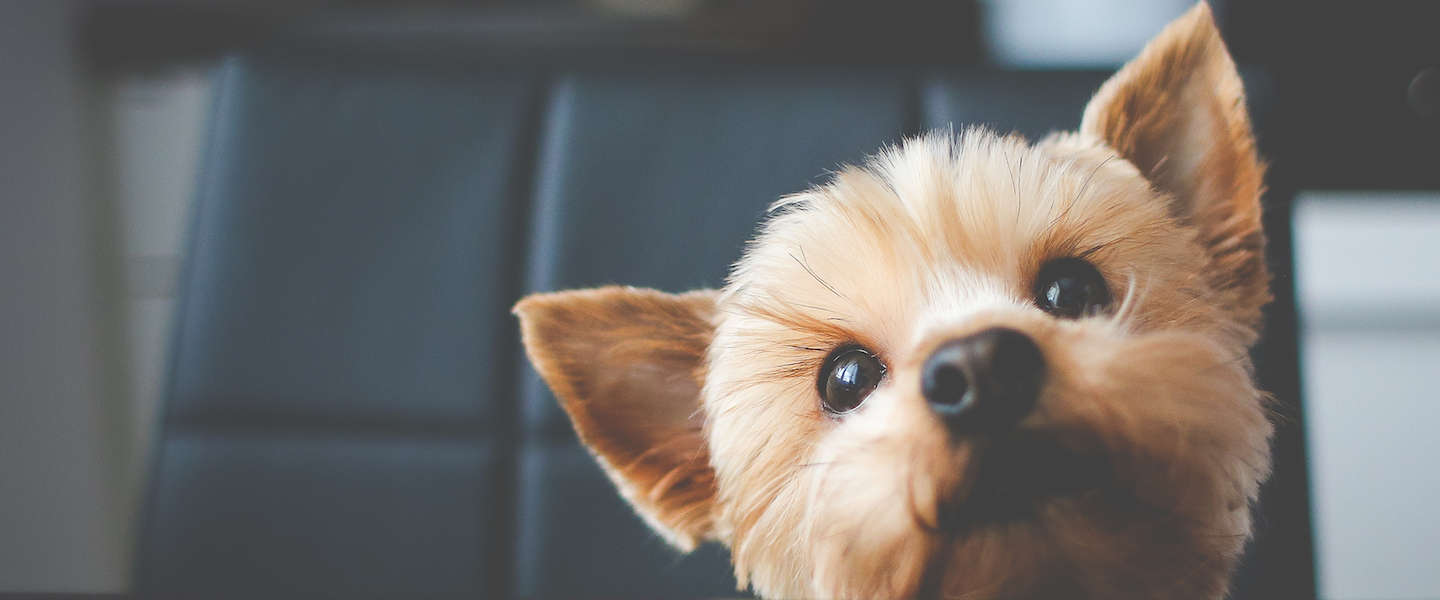 Dit Twitter-account vindt jouw doggelgänger