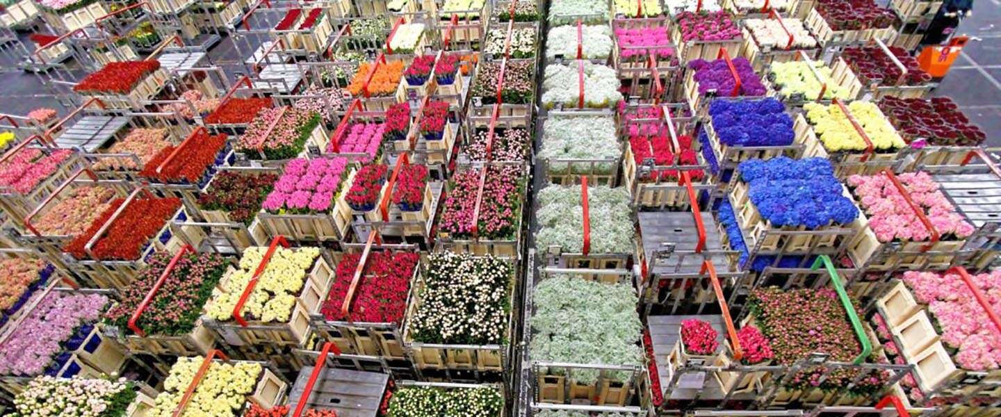 Dutch Flower Group vereenvoudigt online inkoopproces