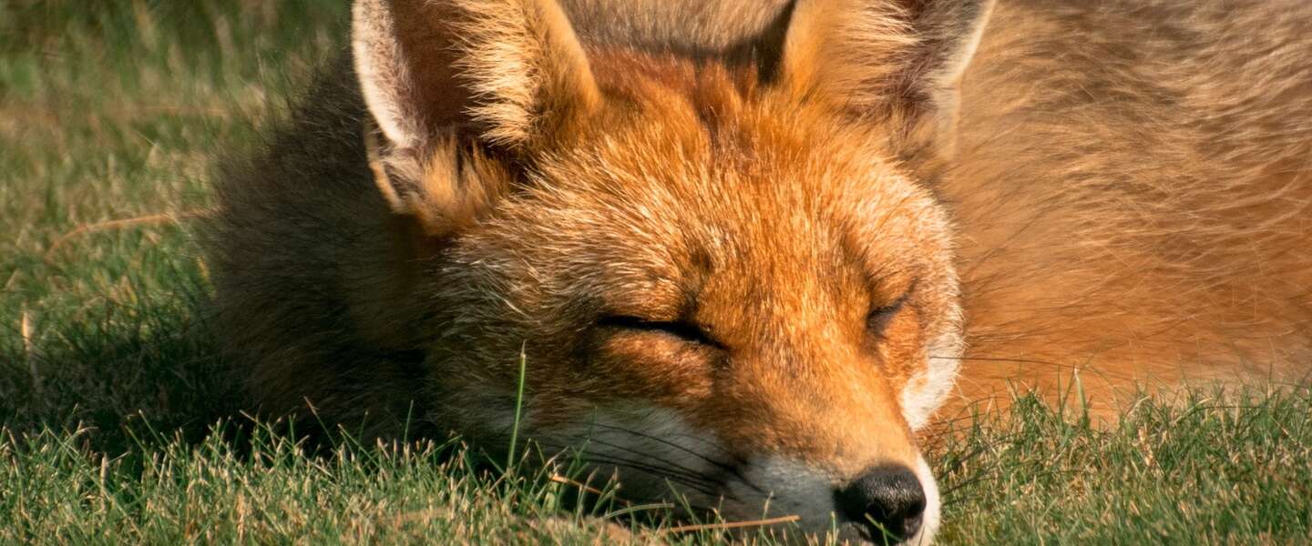 Fox on the run? Gebruik Firefox blijft dalen