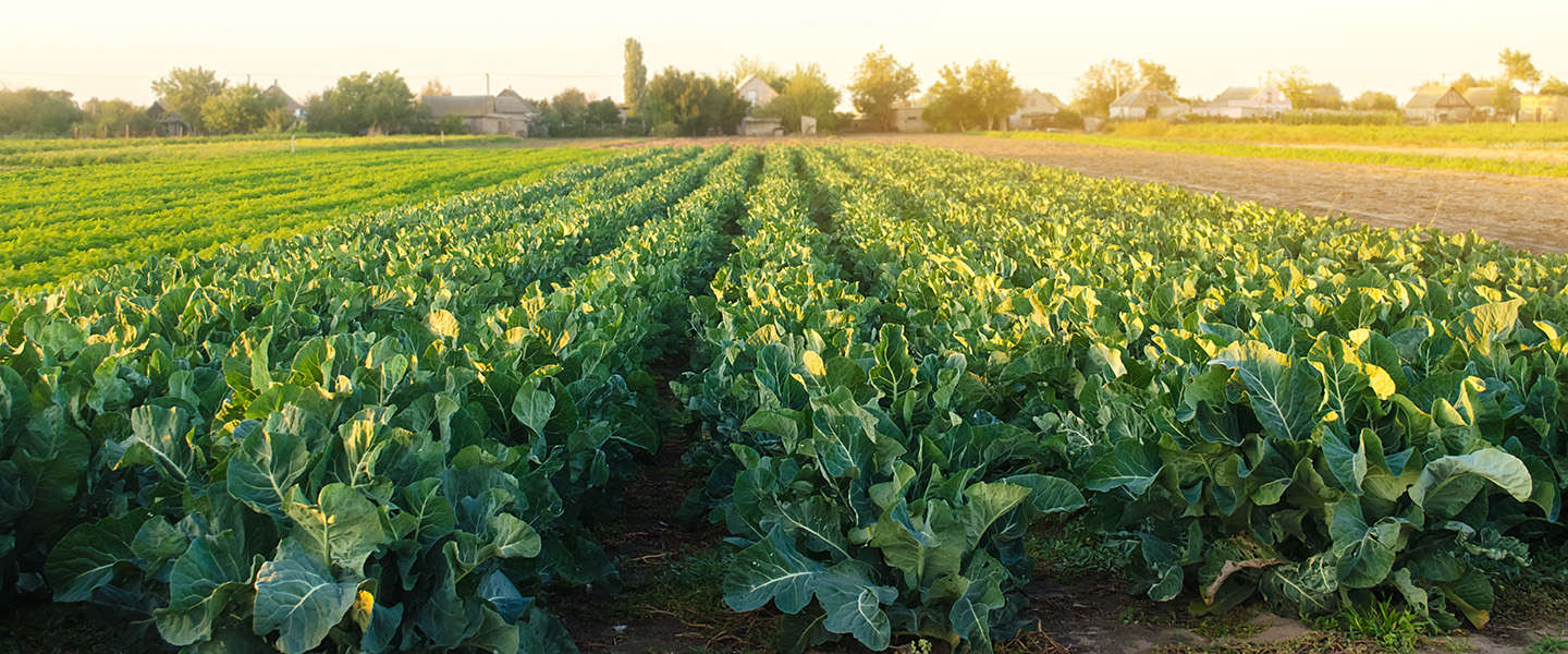 AgroScout; praktisch voorbeeld van een cloudbased AI systeem
