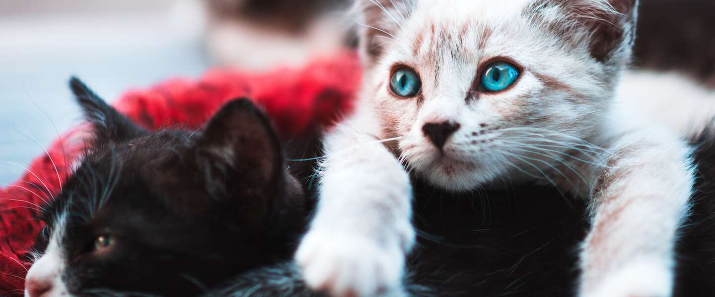Goed Nieuws op vrijdag: sneakers van LEGO, katten en tandenborstels en nieuwe James Bond trailer