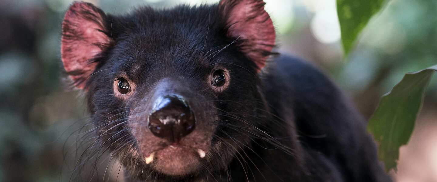 Goed Nieuws op vrijdag: digitaal AR- kunstwerk van rapper Winne, Tasmanian Devils en Mel Gibson in kerstfilm