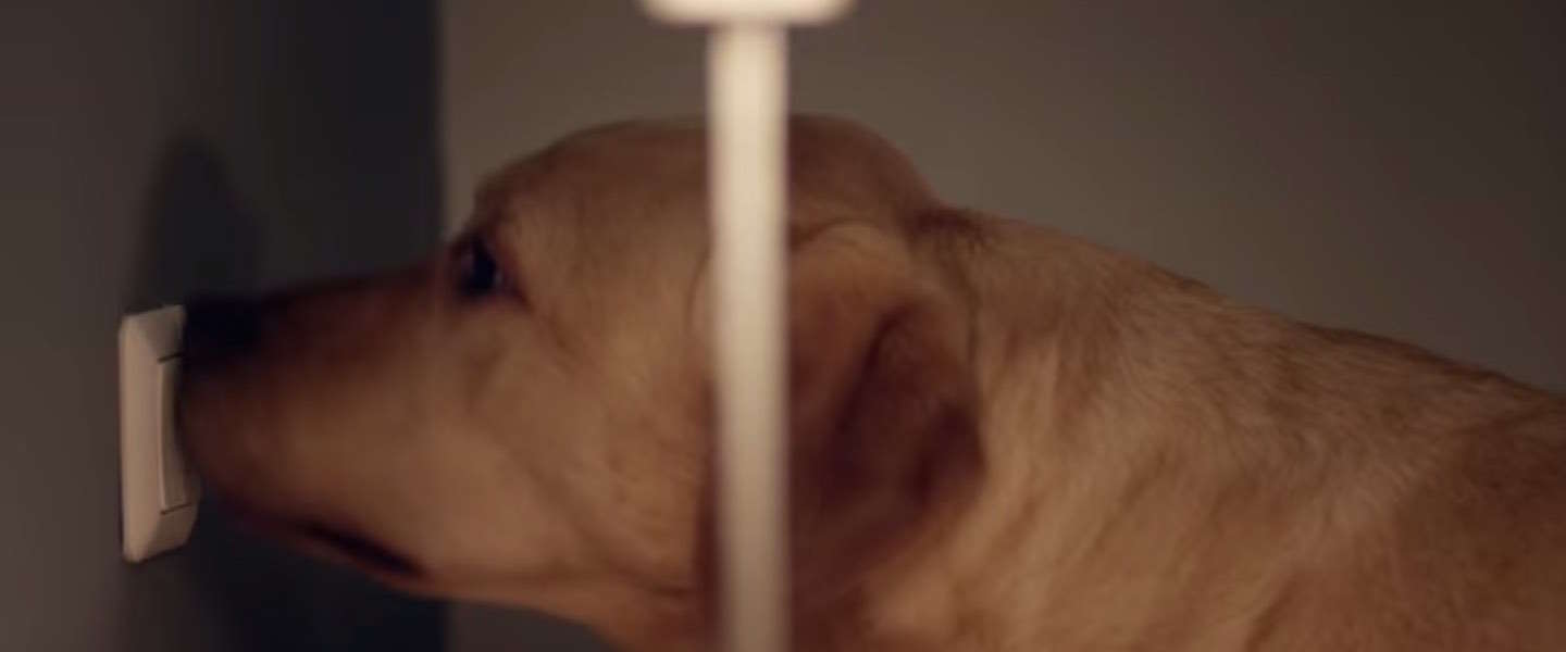 Gouden Loeki voor KNGF Geleidehonden