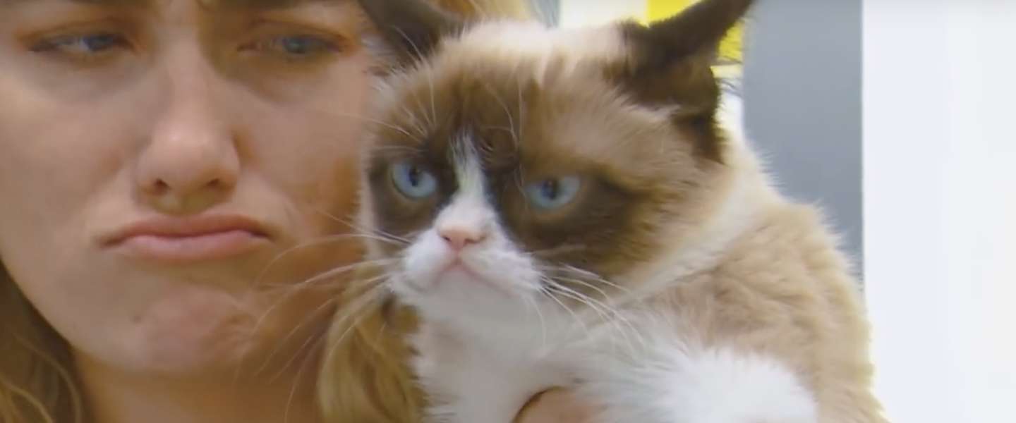 De bekendste kat ter wereld, Grumpy cat, is overleden