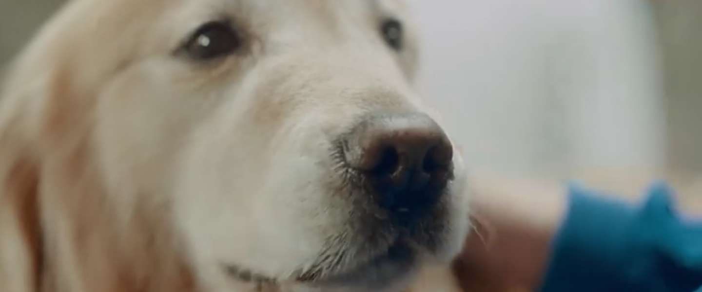 Bizar: hondenbaas betaalt 6 miljoen  voor Super Bowl-commercial