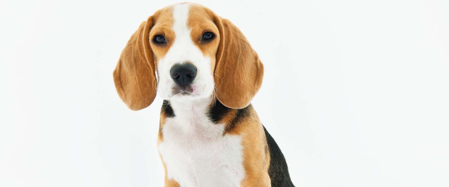 Chinese app Megvii kan honden aan hun neus herkennen
