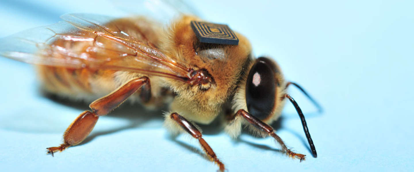 Duizenden bijen krijgen een 'trackingrugzakje'