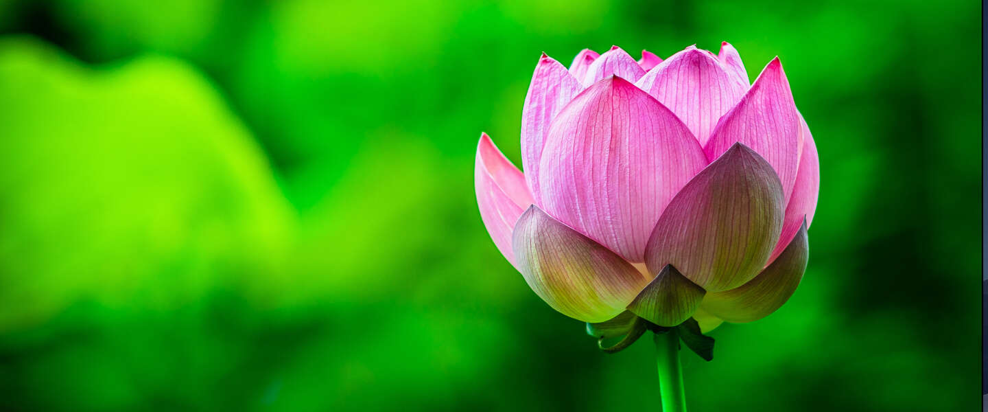Huawei en duurzaamheid, het groene blad aan de lotusbloem