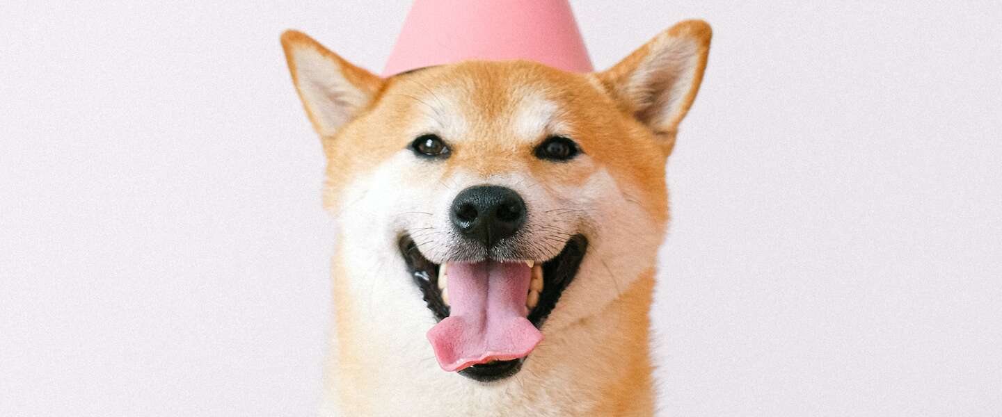 Deze 7 dieren hebben de meeste volgers op Instagram