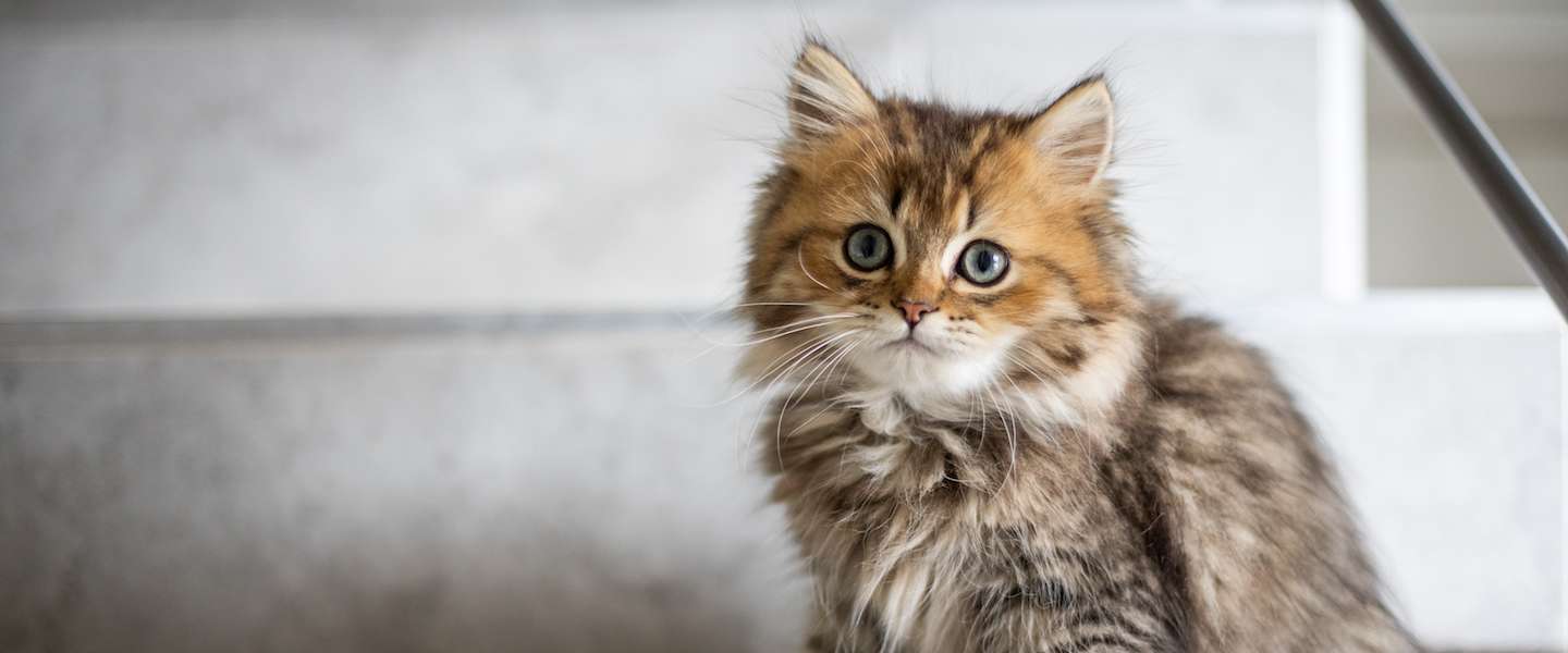 International Cat Day 2020: heb jij je kat vandaag al in het zonnetje gezet?