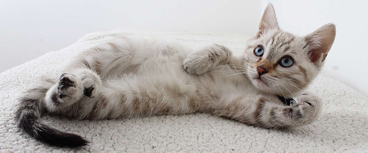 Het is International Cat Day en dat vieren we!