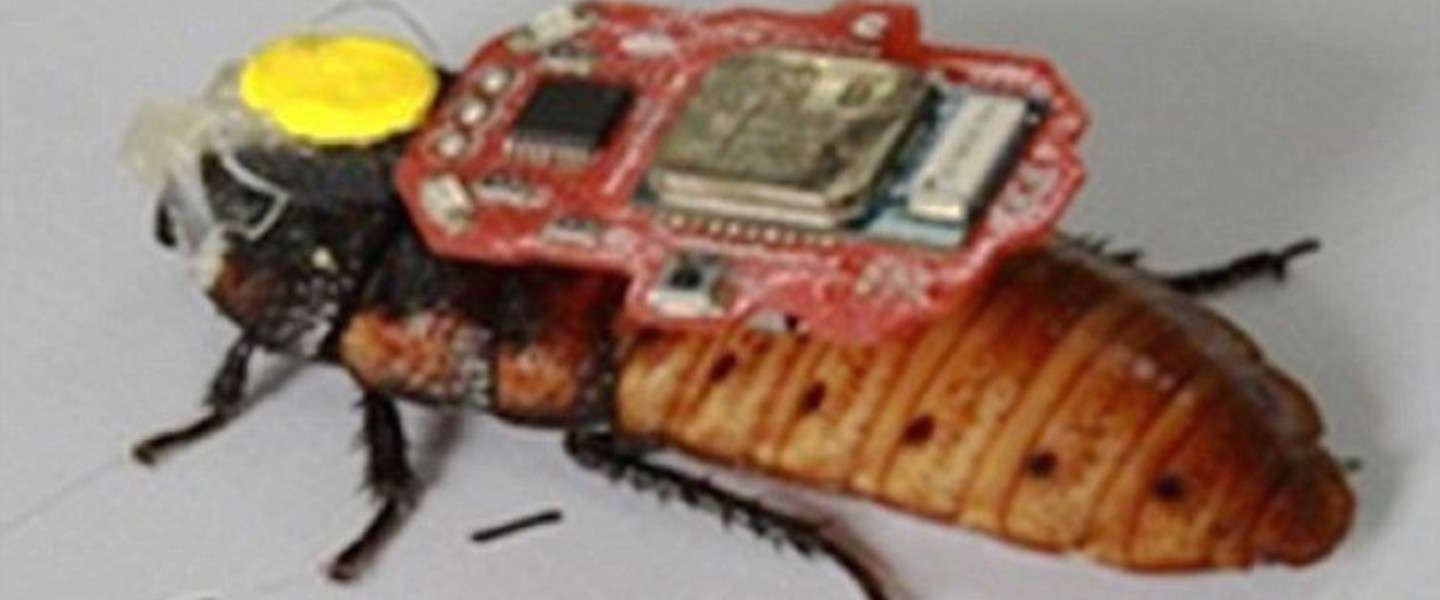 Chinese student bestuurt kakkerlak met mind-controle