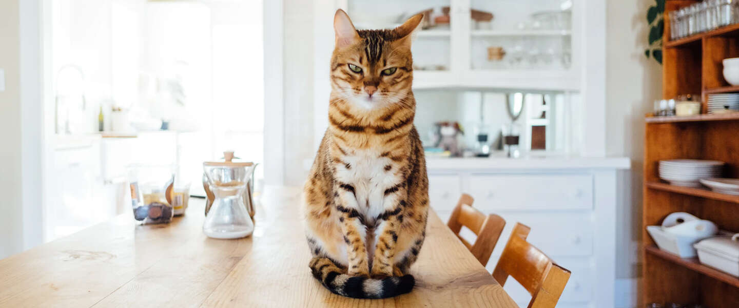 Kattendag: waarom mensen Instagram-accounts voor hun kat maken