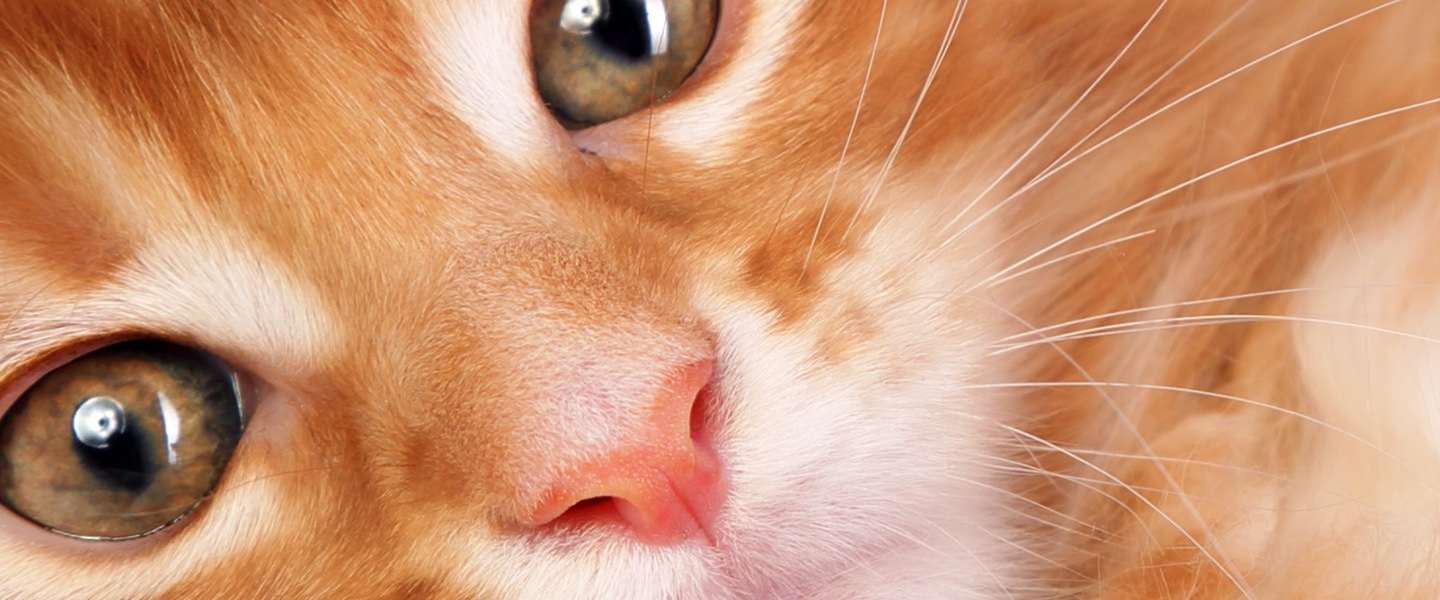 Viral video: interview professor met kat op schouders is hilarisch