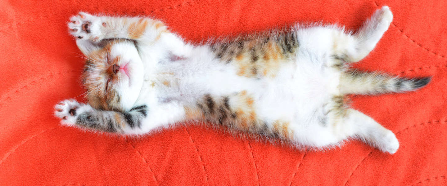 Top 25 leukste kattenfilmpjes op internet