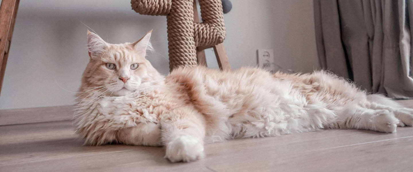 Poezenbazen: een webshop voor katten met 5 Catfluencers aan het roer