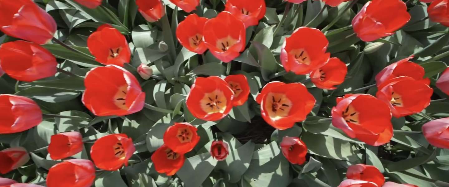 Bureau voor Toersime waarschuwt toeristen om niet op tulpen te trappen
