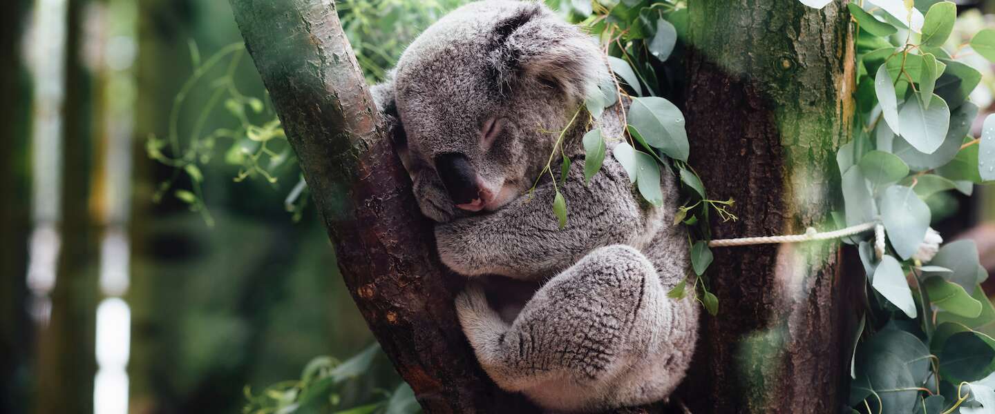 Goed nieuws: Google voorspelt verlanglijstjes, koala in kerstboom en blind buiten hardlopen