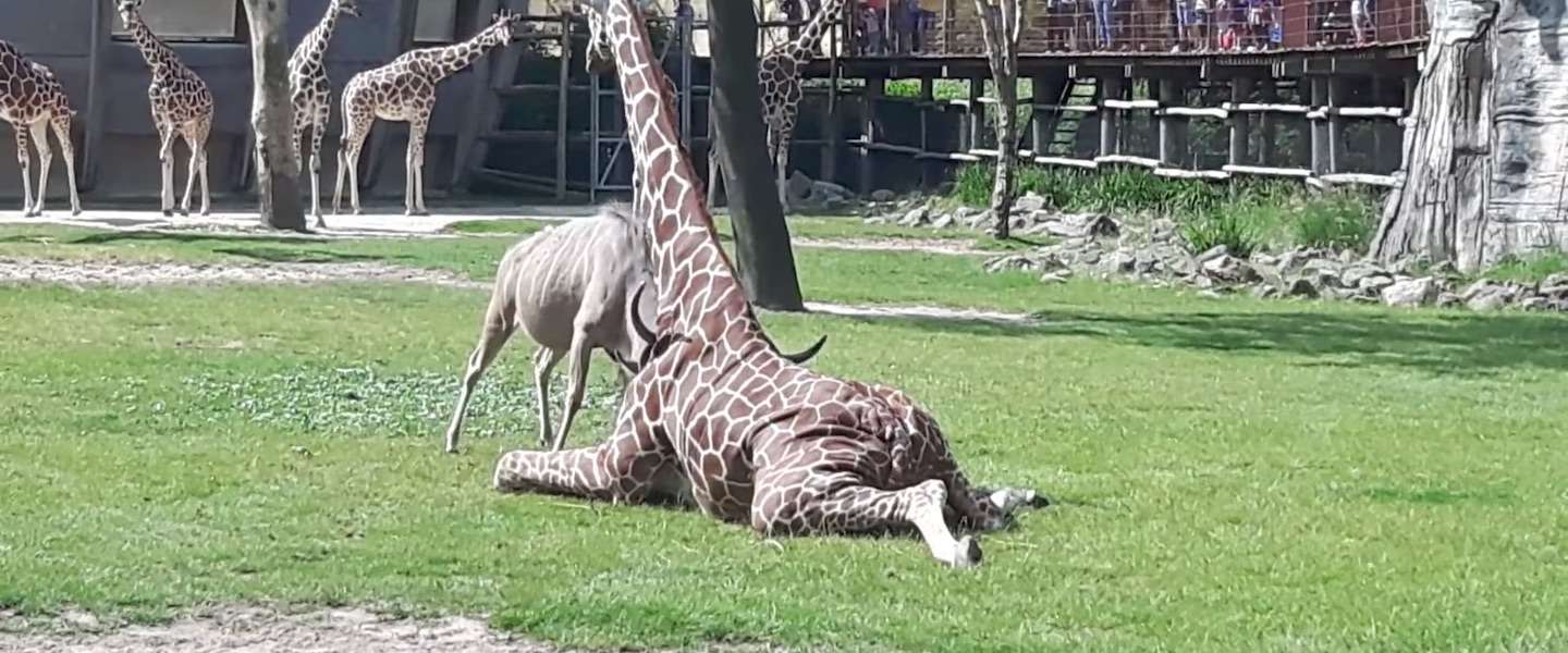 Battle tussen koedoe en giraffe in Blijdorp