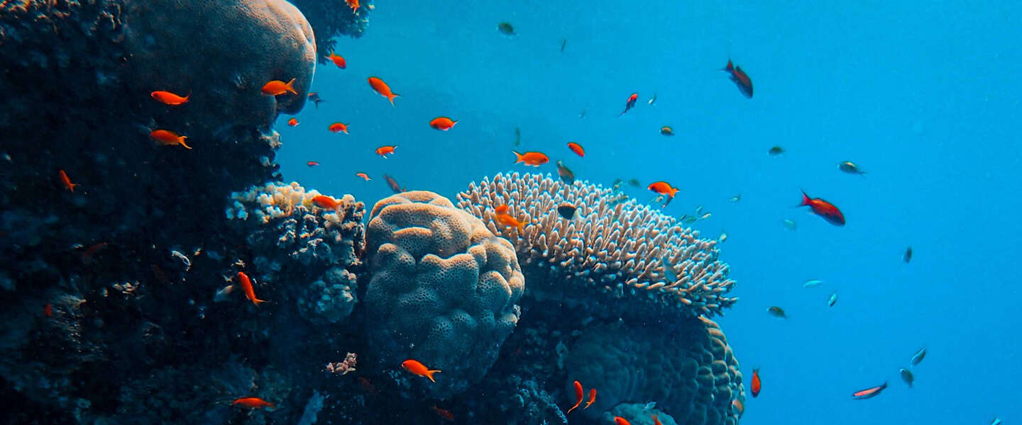 Google zoekt je hulp bij zijn AI-onderzoek naar koraalriffen