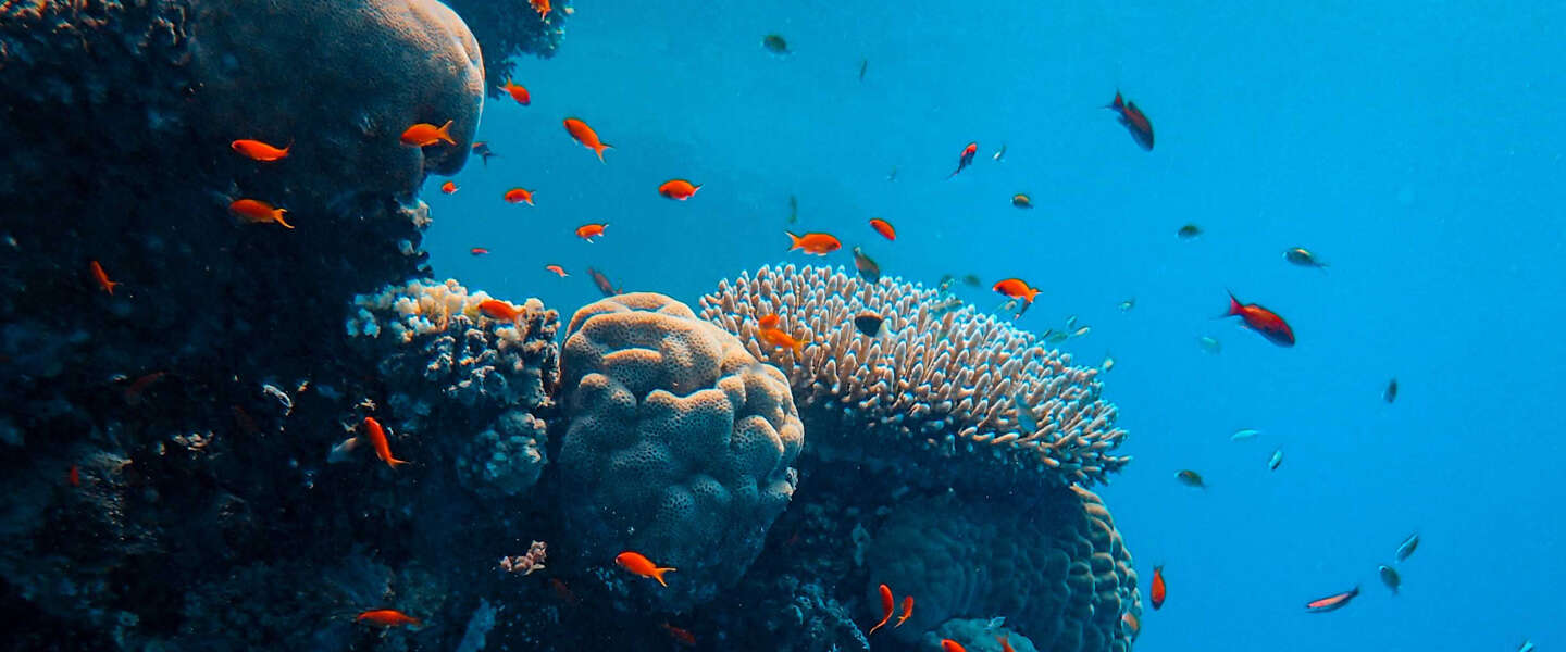 Google is looking for your help with its AI research on coral reefs