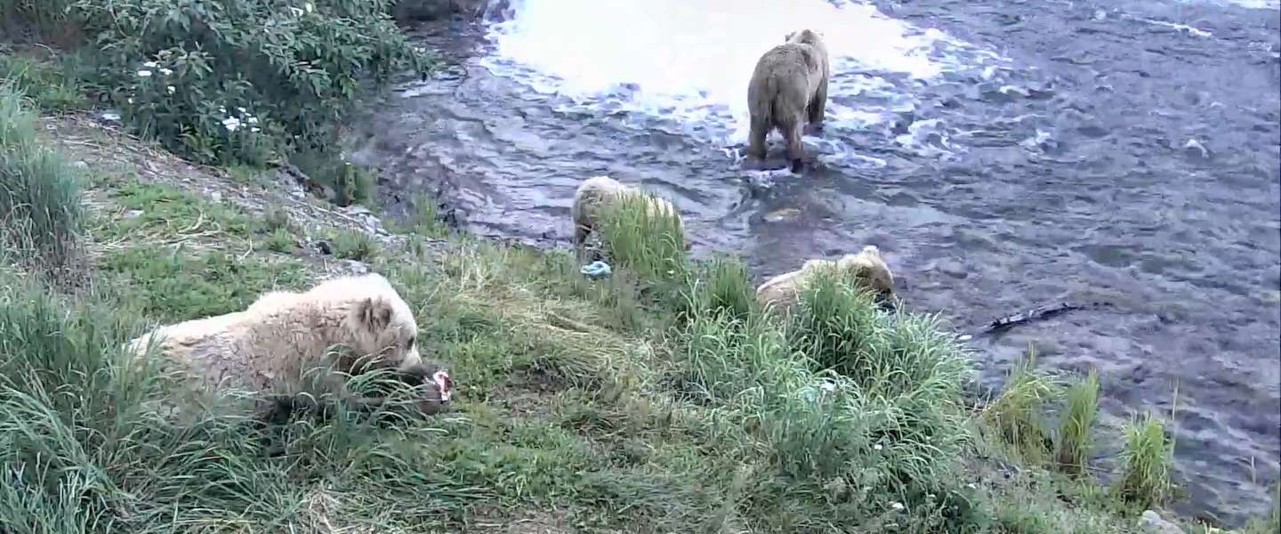 Google Earth Live: kijk real time naar bruine beren in Alaska