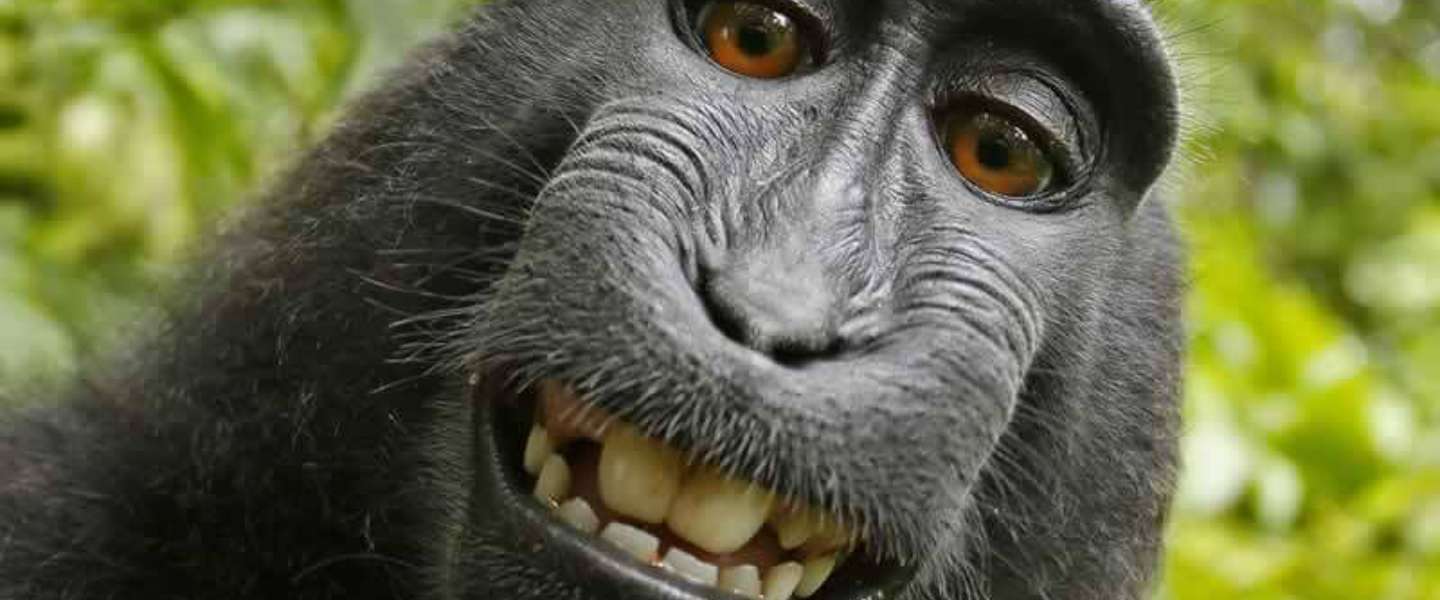 Apen hebben geen auteursrecht, maar verdienen wel aan aap-selfie
