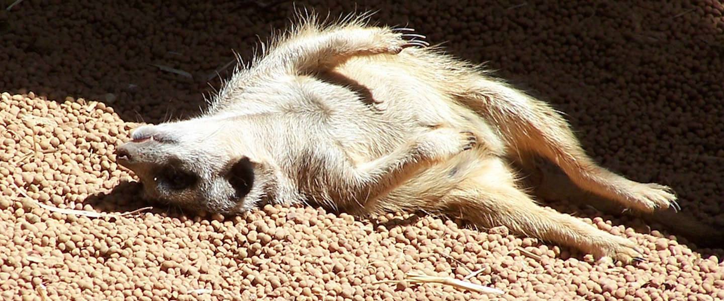 Meerkat is niet meer