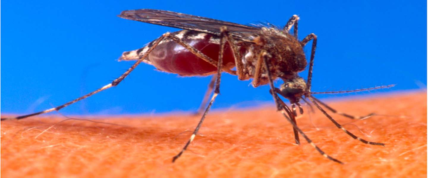 Bill Gates vraagt aandacht voor Mosquito-week