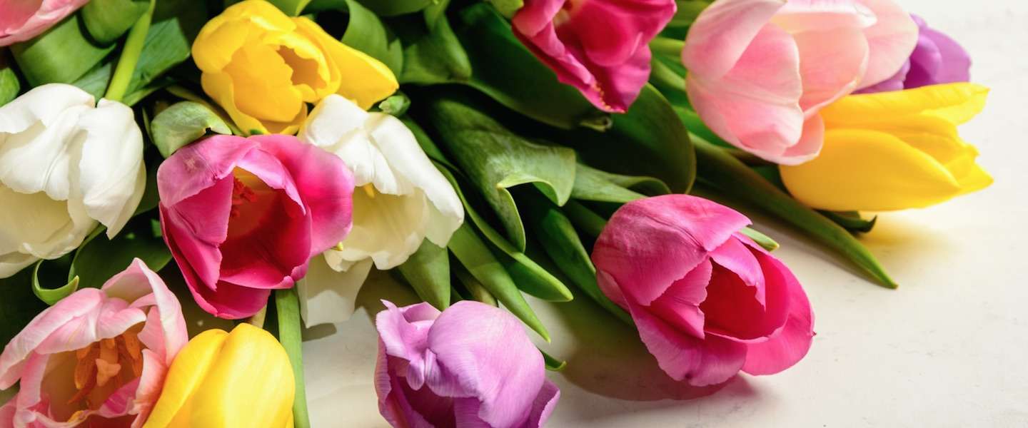 De Nederlandse politiek uitgelegd aan de hand van bosjes tulpen
