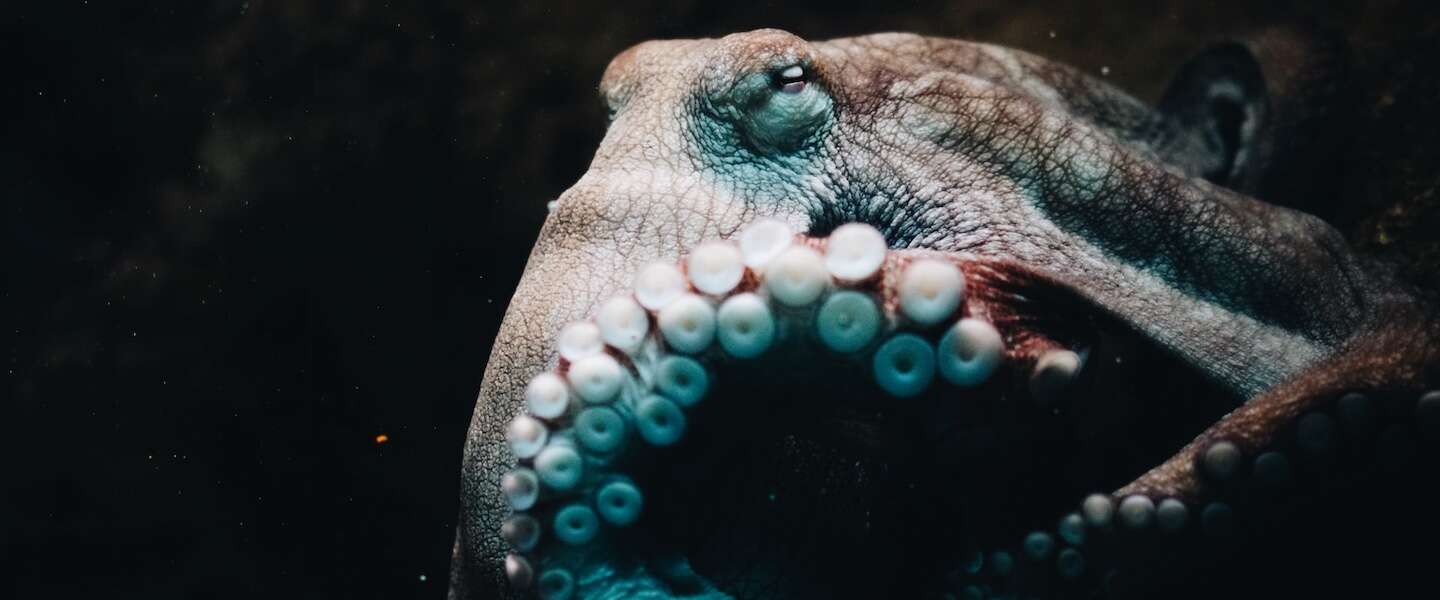Ecstacy maakt octopussen aanhankelijk