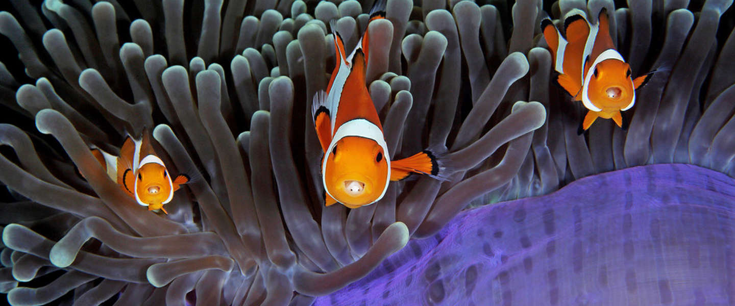 De beste onderwaterfoto's van 2016 zijn waanzinnig goed