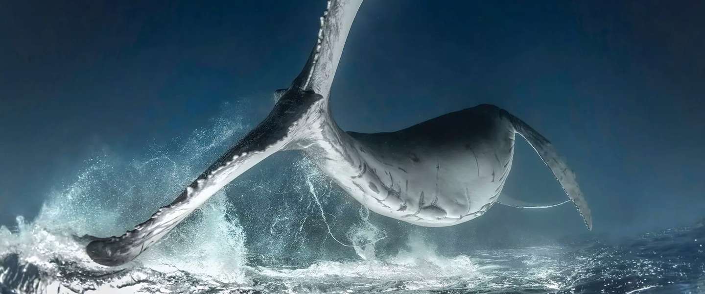 Deze fantastische onderwaterfoto's winnen terecht prijzen