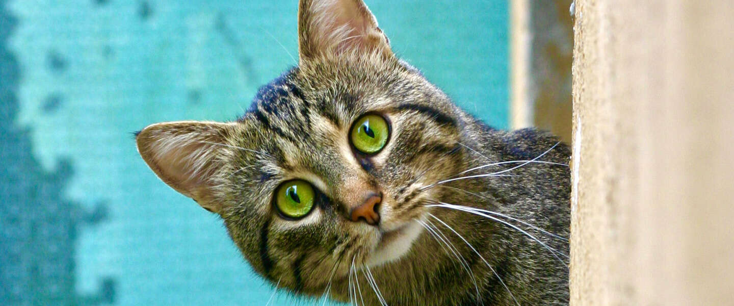 Katten komen door slim kattenluik niet meer binnen met prooi